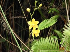 Spathoglottis pubescens