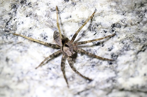 Dolomedes nigrimaculatus