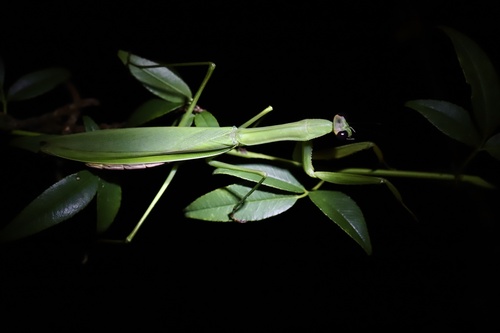 Chinese Mantis