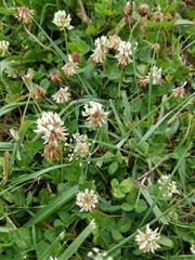 Trifolium repens