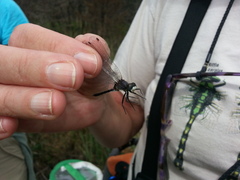 Leucorrhinia proxima
