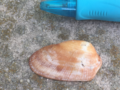 Barbatia domingensis