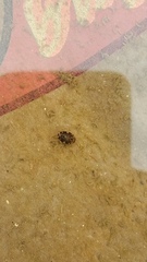 Laccophilus maculosus