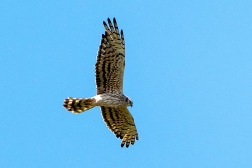 Montagu's Harrier
