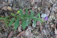 Vernonia greggii