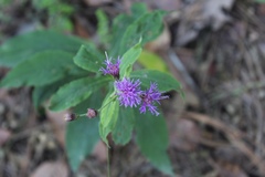 Vernonia greggii