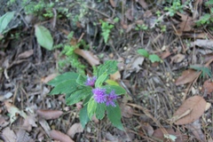 Vernonia greggii