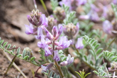 Astragalus andersonii