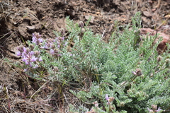 Astragalus andersonii