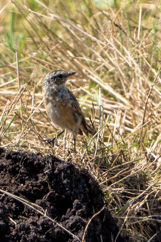 Whinchat