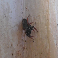 Metacyrba taeniola similis