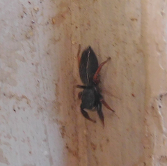 Metacyrba taeniola similis