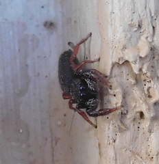 Metacyrba taeniola similis