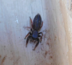 Metacyrba taeniola similis