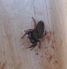 Metacyrba taeniola similis