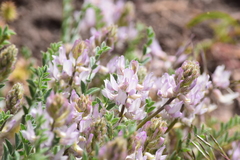 Astragalus andersonii