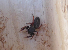 Metacyrba taeniola similis