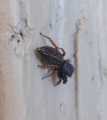 Metacyrba taeniola similis