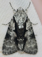 Acronicta funeralis