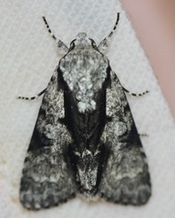 Acronicta funeralis