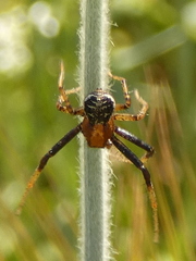 Xysticus lanio