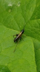 Conocephalus nigropleurum