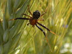 Xysticus lanio