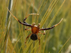 Xysticus lanio