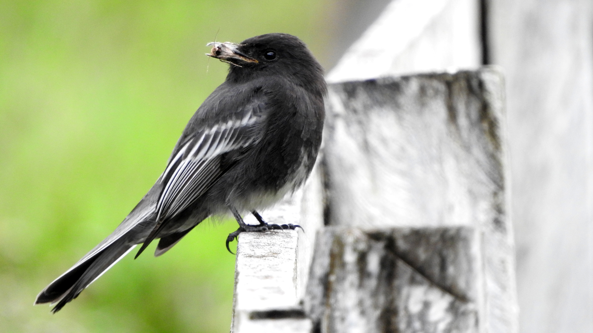 Sayornis nigricans image