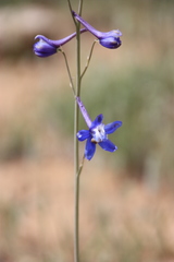Delphinium scaposum