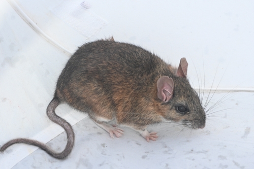 Mexican Woodrat (Neotoma mexicana)
