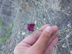 Allium