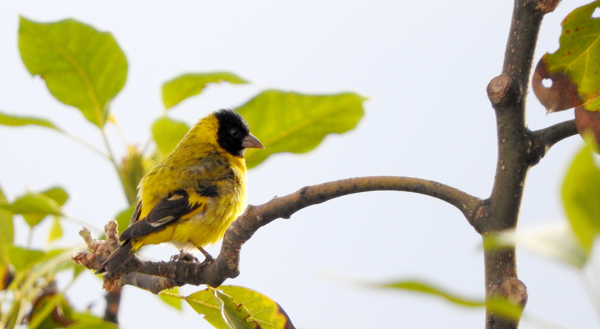 Fringillidae image