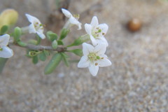 Lycium acutifolium