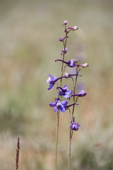 Delphinium scaposum