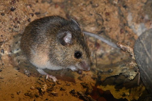Zacatecas harvest mouse (Reithrodontomys zacatecae) — Least Concern Mammalia
