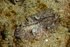 Phrikoceros mopsus