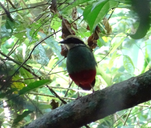 Pitta reichenowi