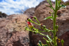 Scrophularia desertorum