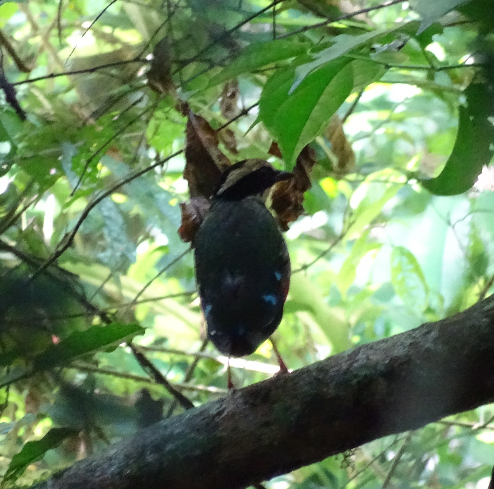 Green-breasted Pitta (Pitta reichenowi), photo 8