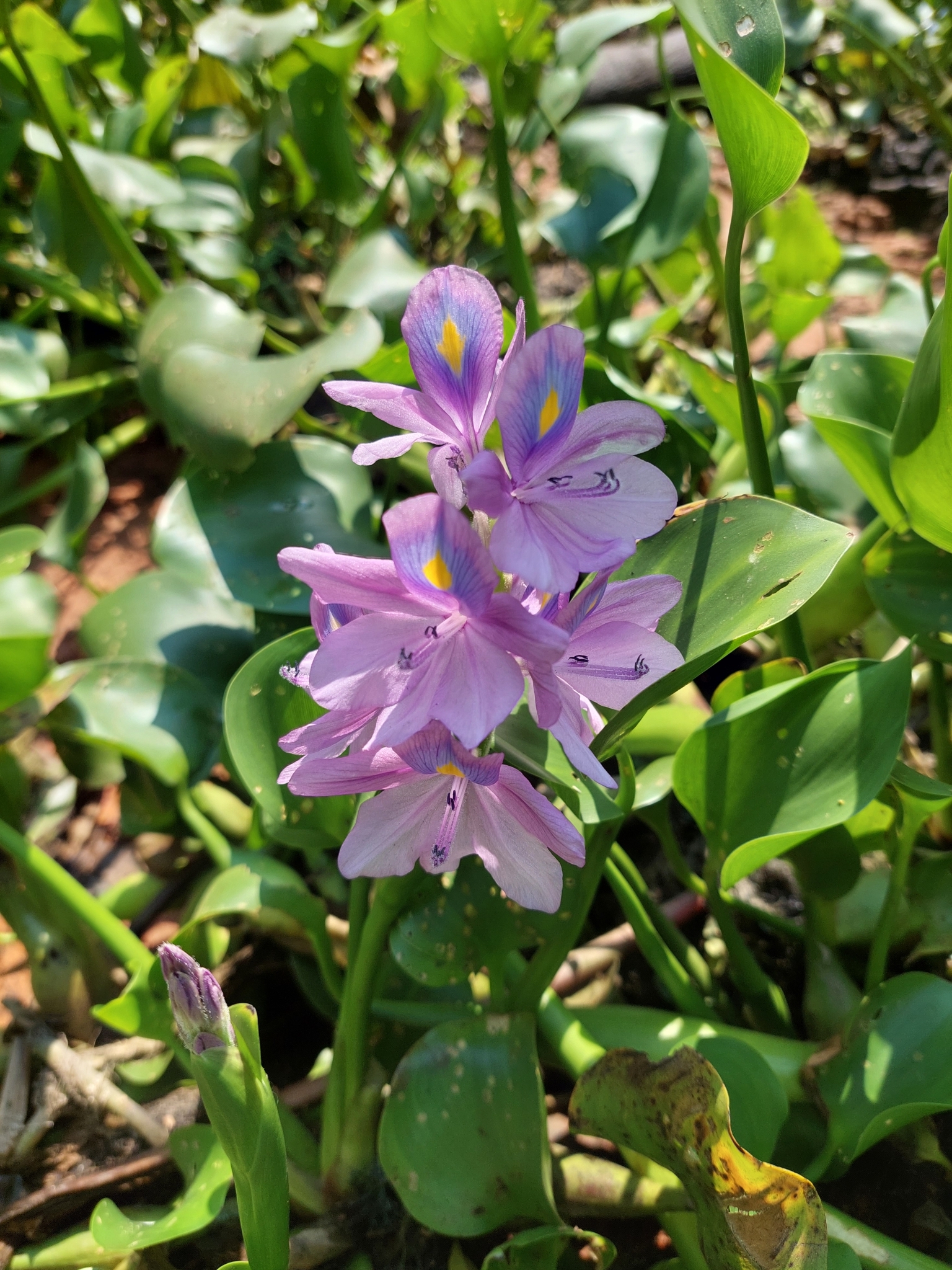 Pontederia crassipes