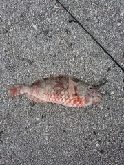 Sparisoma chrysopterum