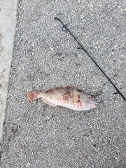 Sparisoma chrysopterum