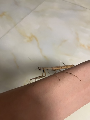 Asian Jumping Mantis