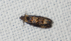 Endothenia oblongana