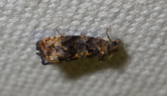 Endothenia oblongana