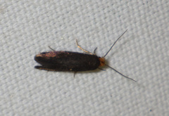 Cephimallota crassiflavella