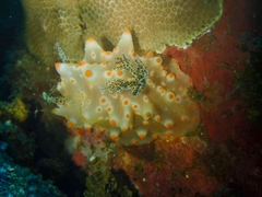 Halgerda batangas