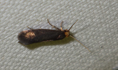 Cephimallota crassiflavella