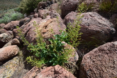 Scrophularia desertorum